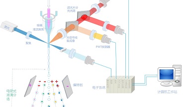 細胞功能分析平臺流式細胞術細胞分選實用技術培訓通知