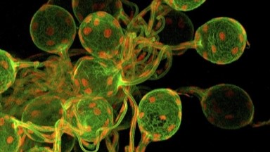 細胞生物學平臺Olympus激光共聚焦顯微鏡FV3000上機培訓通知