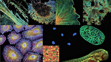 細胞生物學平臺 Nikon Ti2-E活細胞顯微成像系統Workshop --“從樣本到數據，走近活細胞成像和圖像測量與分析”