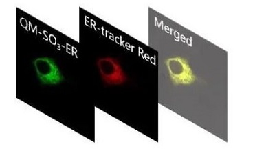 細胞影像平臺圖像處理-顯微圖像共定位分析上機培訓通知