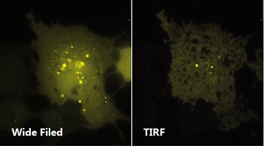 尼康生物影像中心全內反射顯微鏡TIRF上機培訓通知