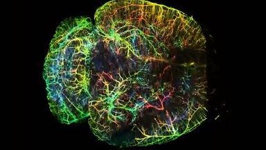 共享儀器Zeiss Lightsheet Z.1激光片層掃描顯微鏡上機培訓通知