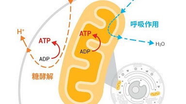 共享儀器平臺Seahorse細胞能量代謝分析儀培訓通知