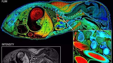 細胞生物學平臺Leica超高分辨激光共聚焦顯微鏡系列培訓通知（二）