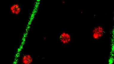 尼康生物影像中心STORM超高分辨率顯微鏡上機培訓通知