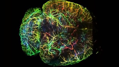 共享儀器平臺Zeiss Lightsheet Z.1激光片層掃描顯微鏡上機培訓通知