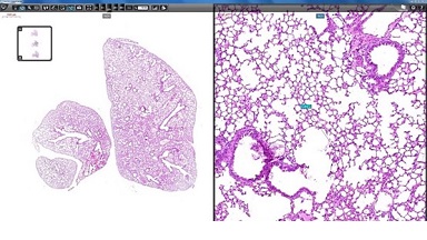細胞生物學平臺3DHISTECH玻片掃描系統培訓通知