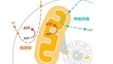 共享儀器平臺Seahorse XF細胞能量代謝分析儀大型技術講座通知