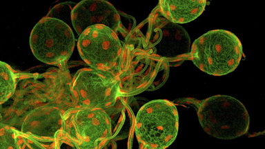 細胞生物學平臺Olympus激光共聚焦顯微鏡FV3000上機培訓通知