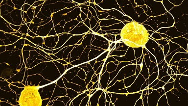 尼康生物影像中心超分辨AX R激光共聚焦顯微鏡上機培訓通知