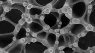 細胞生物學平臺電鏡機組線上講座培訓--掃描電子顯微鏡及新技術在生命科學領域中的應用