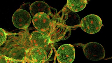 細胞生物學平臺Olympus激光共聚焦顯微鏡FV3000上機培訓通知