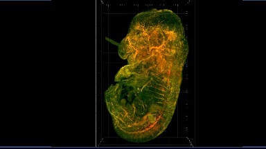 共享儀器平臺Zeiss Lightsheet Z.1激光片層掃描顯微鏡上機培訓通知