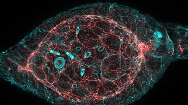 共享儀器平臺超高分辨激光共聚焦顯微鏡Zeiss LSM880上機培訓通知