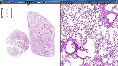 細胞生物學平臺3DHISTECH玻片掃描系統培訓通知