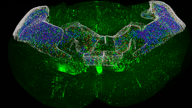 細胞影像平臺顯微圖像處理與案例展示系列（二）培訓通知