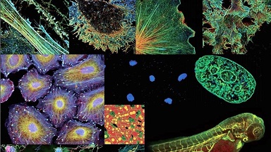 細胞生物學平臺 Nikon Ti2-E活細胞顯微成像系統培訓通知