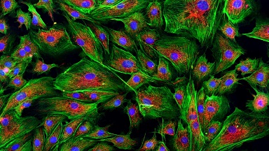 全自動數字玻片掃描系統在生命科學領域的應用--細胞生物學平臺生物影像技術系列研討會通知