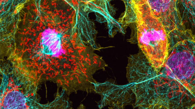 細胞影像平臺Zeiss LSM980 Airyscan2快速超分辨激光共聚焦顯微成像技術交流會