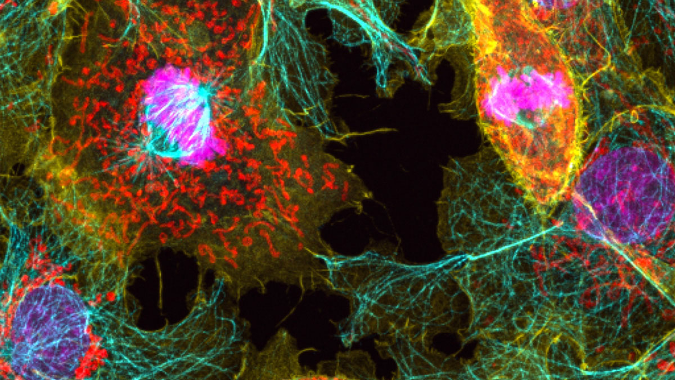 細胞影像平臺Zeiss LSM980 Airyscan2 快速超分辨激光共聚焦顯微鏡培訓通知