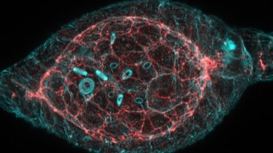 共享儀器平臺Zeiss共聚焦顯微鏡上機培訓通知