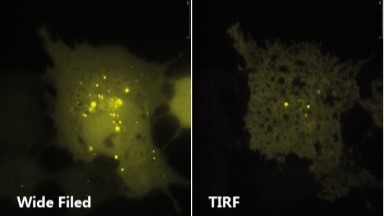 尼康生物影像中心全內反射顯微鏡TIRF上機培訓通知