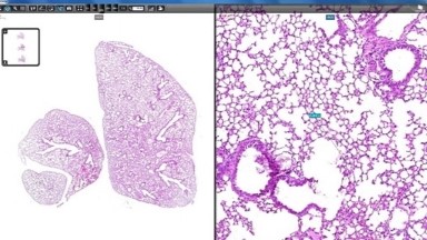 細胞生物學平臺3DHISTECH玻片掃描系統培訓通知