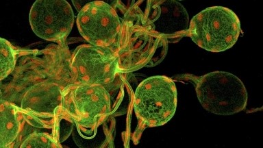 細胞生物學平臺Olympus激光共聚焦顯微鏡FV3000上機培訓通知