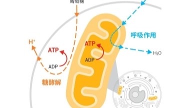 共享儀器平臺Seahorse細胞能量代謝分析儀培訓通知