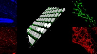 細胞生物學平臺Leica SP8激光共聚焦顯微鏡上機培訓通知