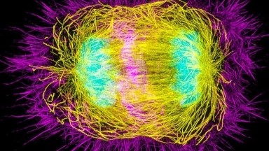 尼康生物影像中心SIM超高分辨率顯微鏡上機培訓通知