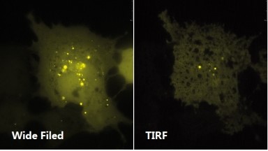 尼康生物影像中心全內反射顯微鏡TIRF上機培訓通知