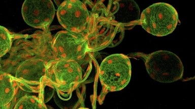 細胞生物學平臺Olympus激光共聚焦顯微鏡FV3000上機培訓通知