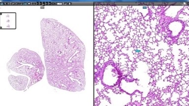 細胞生物學平臺3DHISTECH玻片掃描系統培訓通知