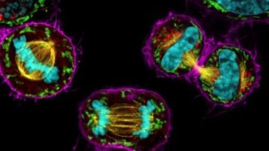 細胞生物學平臺Leica Stellaris 8 Falcon連續光譜激光共聚焦顯微鏡免費試用通知