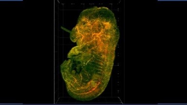共享儀器平臺Zeiss Lightsheet Z.1激光片層掃描顯微鏡上機培訓通知