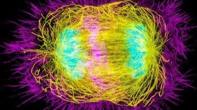 尼康生物影像中心SIM超高分辨率顯微鏡上機培訓通知