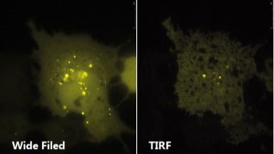 尼康生物影像中心全內反射顯微鏡TIRF上機培訓通知
