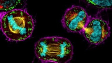 細胞生物學平臺Leica Stellaris 8激光共聚焦顯微鏡上機培訓通知