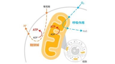 共享儀器平臺Seahorse細胞能量代謝分析儀培訓通知