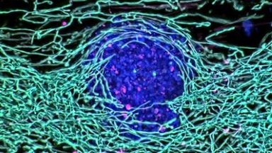 細胞生物學平臺快速超高分辨激光共聚焦顯微鏡Nikon AXR NSPARC培訓通知