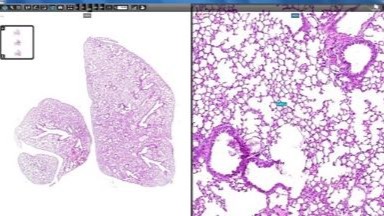 細胞生物學平臺3DHISTECH玻片掃描系統培訓通知