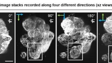 共享儀器平臺Zeiss Lightsheet 7光片顯微鏡上機培訓