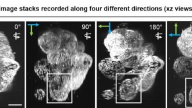 共享儀器平臺Zeiss Lightsheet 7光片顯微鏡上機培訓
