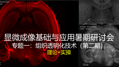 顯微成像基礎與應用暑期研討會專題一：組織透明化技術（第二期）培訓通知