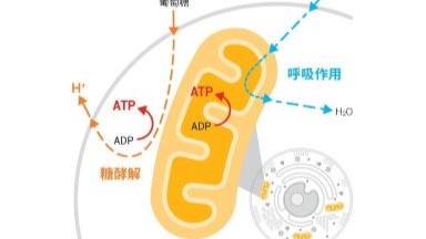 共享儀器平臺Seahorse細胞能量代謝分析儀培訓通知
