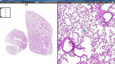 細胞生物學平臺3DHISTECH玻片掃描系統培訓通知