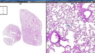 細胞生物學平臺3DHISTECH玻片掃描系統培訓通知
