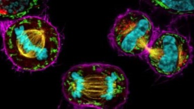 細胞生物學平臺Leica Stellaris 8激光共聚焦顯微鏡上機培訓通知
